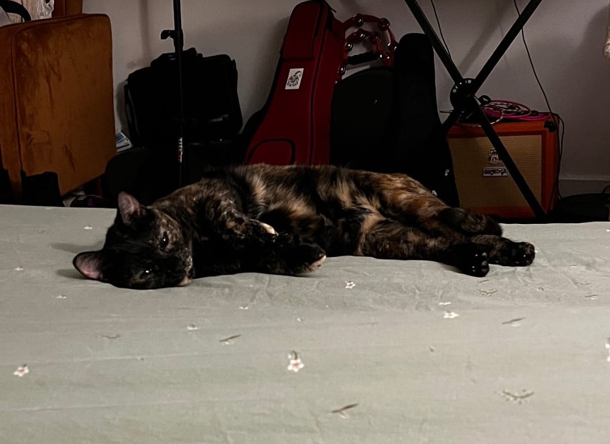 A tortoiseshell patterned Cat lying on the bed on a green floral comforter.