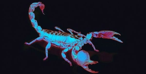 hey Lex what the f🦂ck does crepuscular mean?